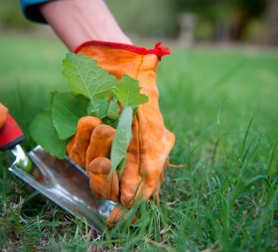 Lawn Maintenance